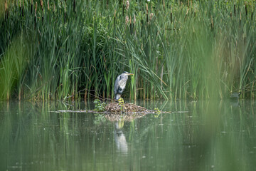 Grey Heron, Ardea cinerea perched on a bed of reeds on a lake