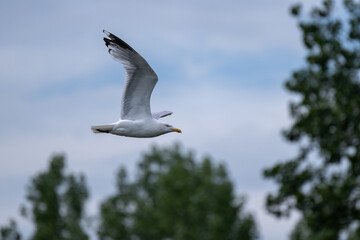 Adult Herring Gull, Larus argentatus in flight.