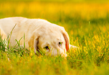 A golden-colored Labrador puppy lying in the grass in the park in the summer and looking sadly at the camera