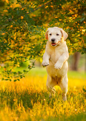 A golden-colored Labrador puppy walking in the park in the summer on the grass bouncing on its hind legs playing. Frozen Dog Jump movement