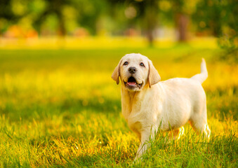 A golden-colored Labrador puppy walking in the park in the summer on the grass with a smile on his...