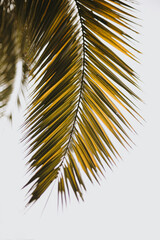 Obraz premium Exotic tropical palm leaf over bright sky. Beautiful summer exotic tropical nature background. Summer travel, vacation concept