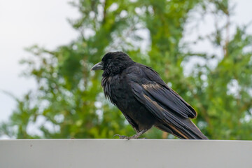 Carrion crow standing on the fence
