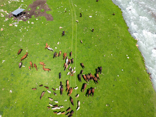 View of horses from above, a herd of horses and sheep, foals and lambs on a pasture in the Jety-Oguz gorge near a river in Kyrgyzstan, view from above