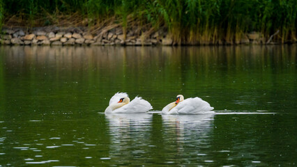 Two aggressive swans swimming on green lake, symmetrical reflections in water mirror
