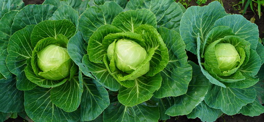 three heads of young cabbage with leaves on a bed on a garden plot close-up. The concept of growing eco-friendly food independently