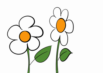 illustration of a white flower from hand drawing 