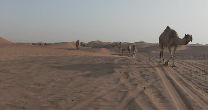 A drone captures a caravan of camels walking through a sand-covered desert city