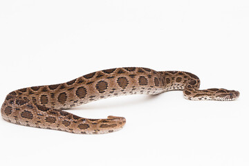 Russel`s Viper snake or Eastern Russel’s Viper Daboia siamensis isolated on white background