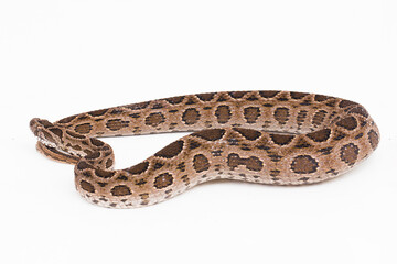 Obraz premium Russel`s Viper snake or Eastern Russel’s Viper Daboia siamensis isolated on white background