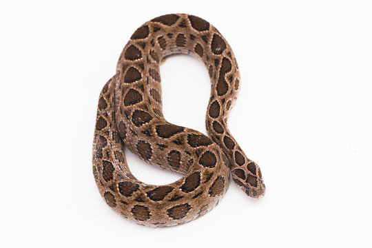 Russel`s Viper snake or Eastern Russel&rsquo;s Viper Daboia siamensis isolated on white background