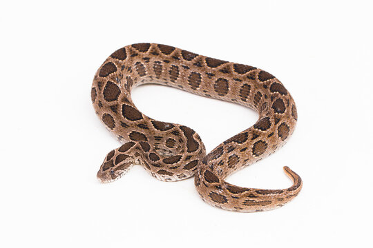 Russel`s Viper snake or Eastern Russel&rsquo;s Viper Daboia siamensis isolated on white background