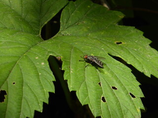 close-up photo of a fly on a green leaf