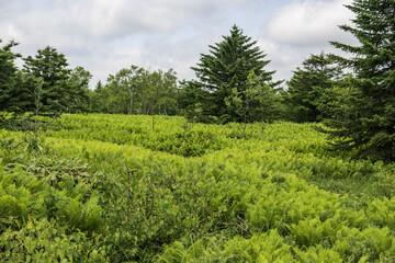 Fototapeta na wymiar Green ferns growing on a hillside in the fores