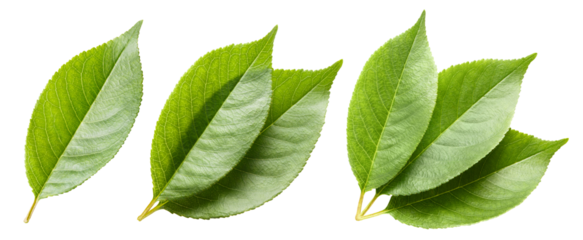 Set of fresh green leaves, cut out