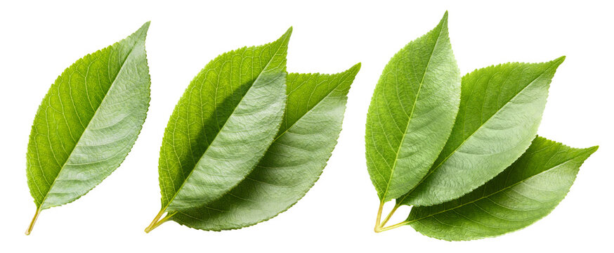 Fototapeta Set of fresh green leaves, cut out