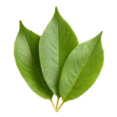 Fresh green leaves cut out