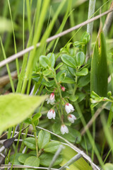  small white flowers of lingonberry