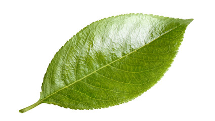 Obraz premium Fresh green leaf cut out