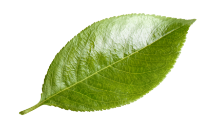 Fresh green leaf cut out