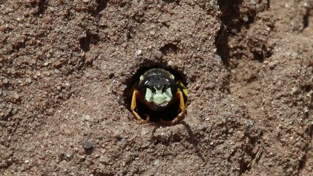 Digger Wasp leaving burrow. July. England. UK