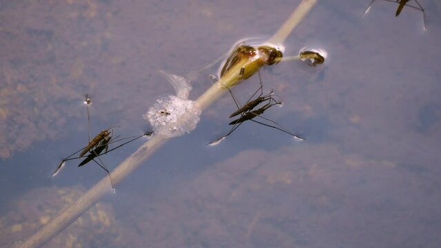 Common pond skater (Gerridae), insects