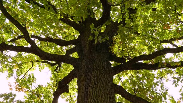 English oak (Quercus robur)