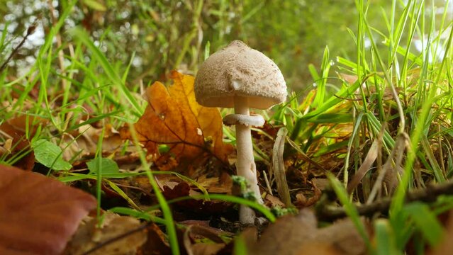 Young parasol mushroom (Macrolepiota procera), parasol mushroom