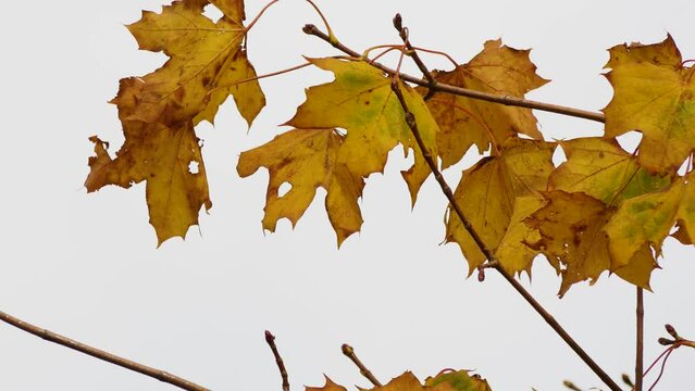 Field maple (Acer campestre), autumn