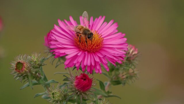 Wild bees on the flower of an aster