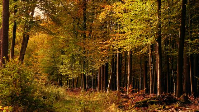 Autumn impressions in the deciduous forests near Diez, Rhineland-Palatinate, Germany, Europe