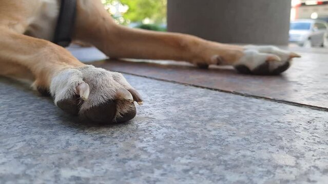 Dog front paws close up. Forelimbs with white socks. Mongrel dog with socked paws lies on tiles in shade on hot summer day. Nail trimming. Animal claw care, health care.