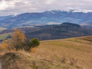 Naklejka premium trees in colorful foliage on the grassy hill. beautiful autumn landscape in mountains on a sunny day. carpathian countryside in fall season