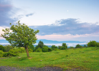 countryside scenery at dawn in summertime. tree on the grassy meadow. fog in the distant valley