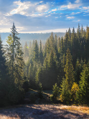 spruce forest landscape in morning fog. beautiful nature background in autumn. weather in fall...