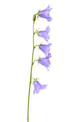bluebell flower, isolated on a white background