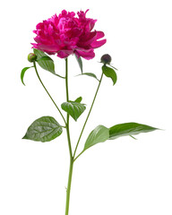 twig of bright beautiful purple peony flower with green leaves isolated on white background