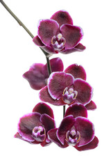 dark cherry with white rim orchid phalaenopsis is isolated on white background