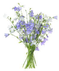 beautiful blooming bouquet blue and white bells flower isolated on white background