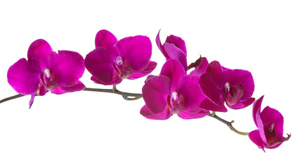 twig of dark purple phalaenopsis orchid isolated on white background
