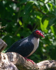 Bare-eyed Mountain-pigeon, Gymnophas albertisii, wood pigeon