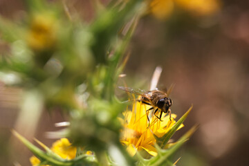 owad, zwierzę, kwiat, dzika natura, kwiat, lato, robak, żywy, roślina, fauna, na zewnątrz,