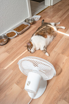 Portrait of a fat and big hairy domestic cat enjoying in front of a home ventilator during heatwave in Europe with food and water. Concept of global warming, extreme heat and animal welfare.