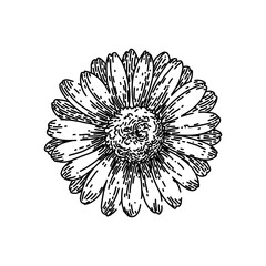 spring daisy flower hand drawn. floral nature, plant vector, illustration blossom spring daisy flower vector sketch. isolated black illustration