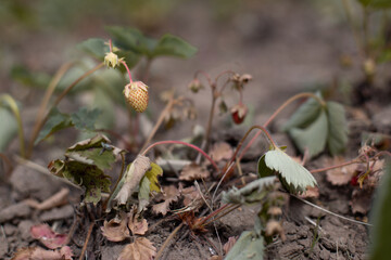 Dry plants from drought in the garden. The dried bushes of a strawberries on sunny day. The plant withered from lack of water. The concept of global warming and strong heat. - 621851983