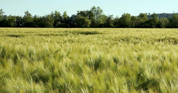 Grain Field, Grain, Barley