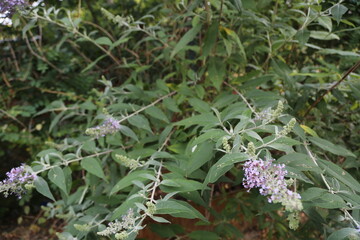 flower, nature, plant, garden, summer, flora, bloom, flowers, beauty, purple, grass