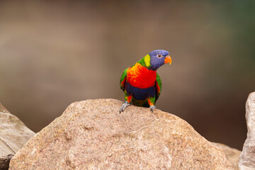 Rainbow Lorikeet Trichoglossus haematodus Closeup. Trichoglossus moluccanus