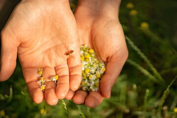 Naklejka na ściany i meble the photo shows two female hands, pharmacy chamomile flowers are collected on one palm, a small insect has settled on the other palm, the season of collecting herbs, the season of allergic reactions
