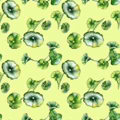 Centella asiatica, geranium watercolor seamless pattern isolated on green. Pennywort, gotu kola, rounded leaves, herbal plants hand drawn. Design for package, label, wrapping, textile, background